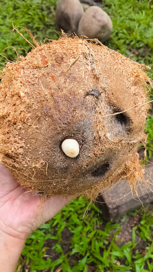 Pure Mul chanderi 3 piece Dress Material